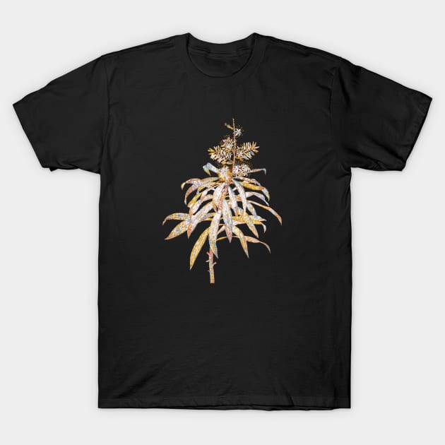 Gold Prism Mosaic Pleomele Botanical Illustration T-Shirt by Holy Rock Design